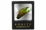 Iridescent Ammolite (Fossil Ammonite Shell) - Alberta, Canada #175174-1